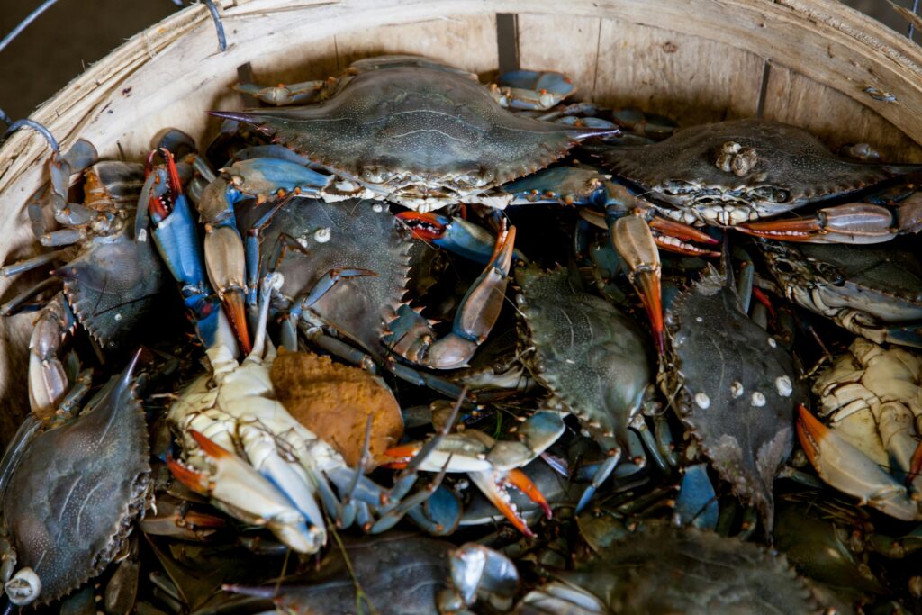 Fresh blue crabs piled in a wooden basket, ready for a coastal seafood boil.